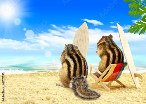 chipmunks serfers on the beach with surf boards