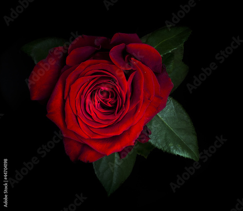 Red Rose