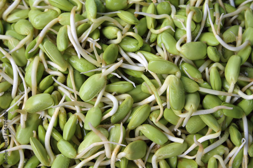 Riang Parkia seeds Thai side dishes and can makes variety of Tha Riang Parkia seeds Thai side dishes and can makes variety of Tha