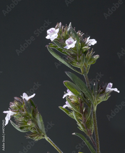 Bergbohnenkraut; Satureja; montana photo