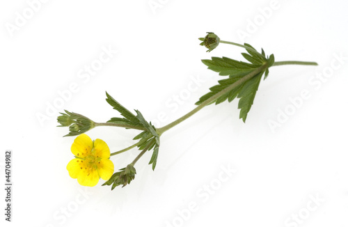 Blutwurz; Potentilla erecta photo