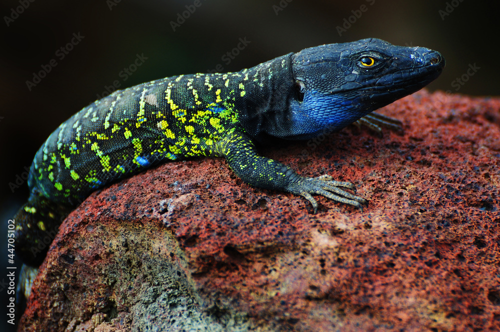 Fototapeta premium Echse