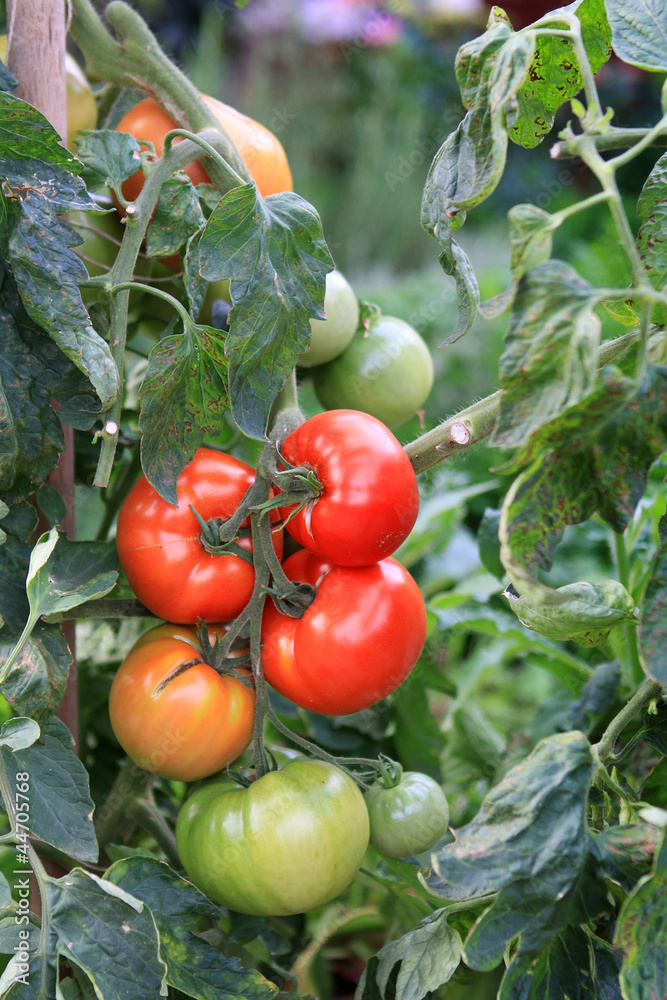 Fleischtomaten am Strauch - verschiedene Reifegrade