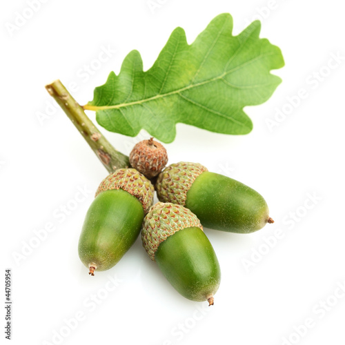 Green acorn with leaf