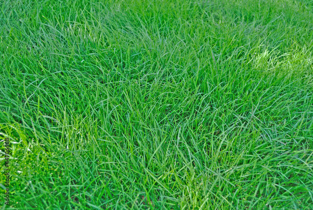 Green grass background Green grass background