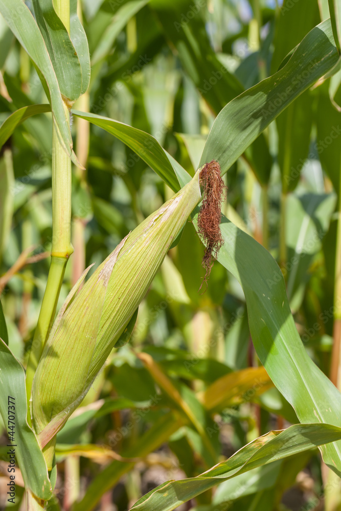 Corn Corn