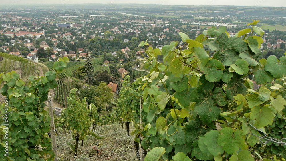 Vineyard craneshot 01 Vineyard craneshot 01