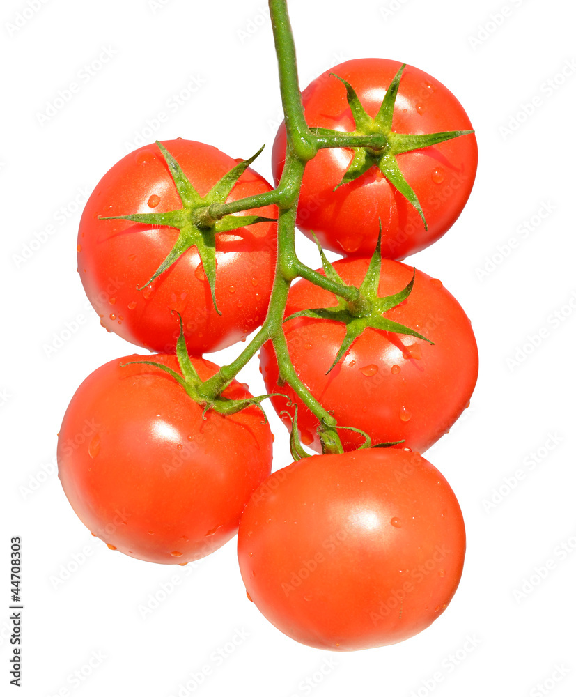 bunch of tomatoes bunch of tomatoes