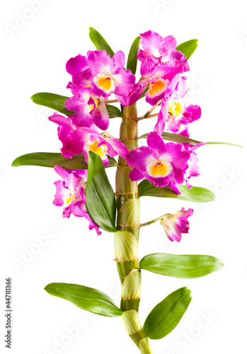 Pink orchid flower branch with leaves