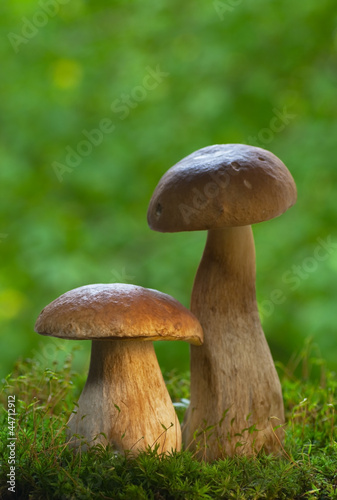 Cep mushrooms in the forest