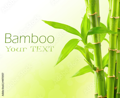 Bamboo background with copy space