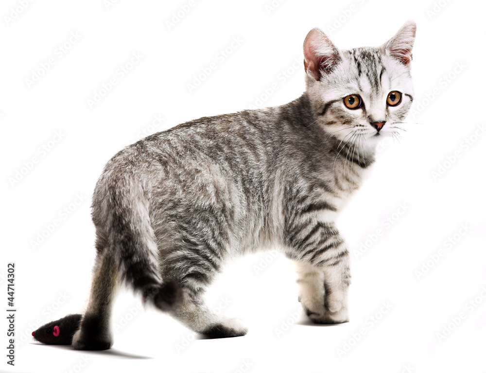 Obraz premium gray british kitten