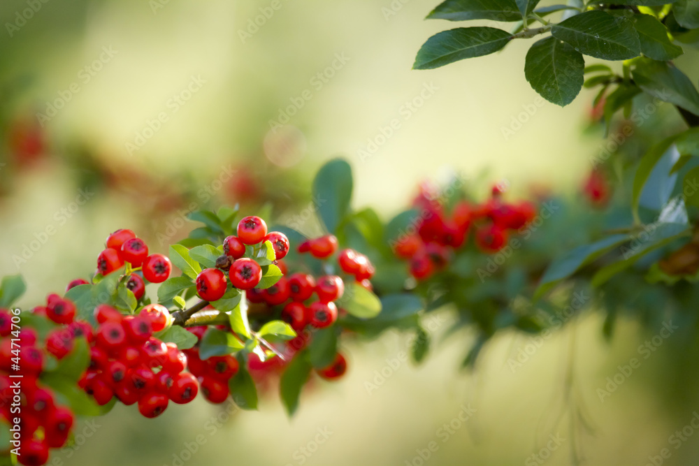 Obraz premium feuerdorn