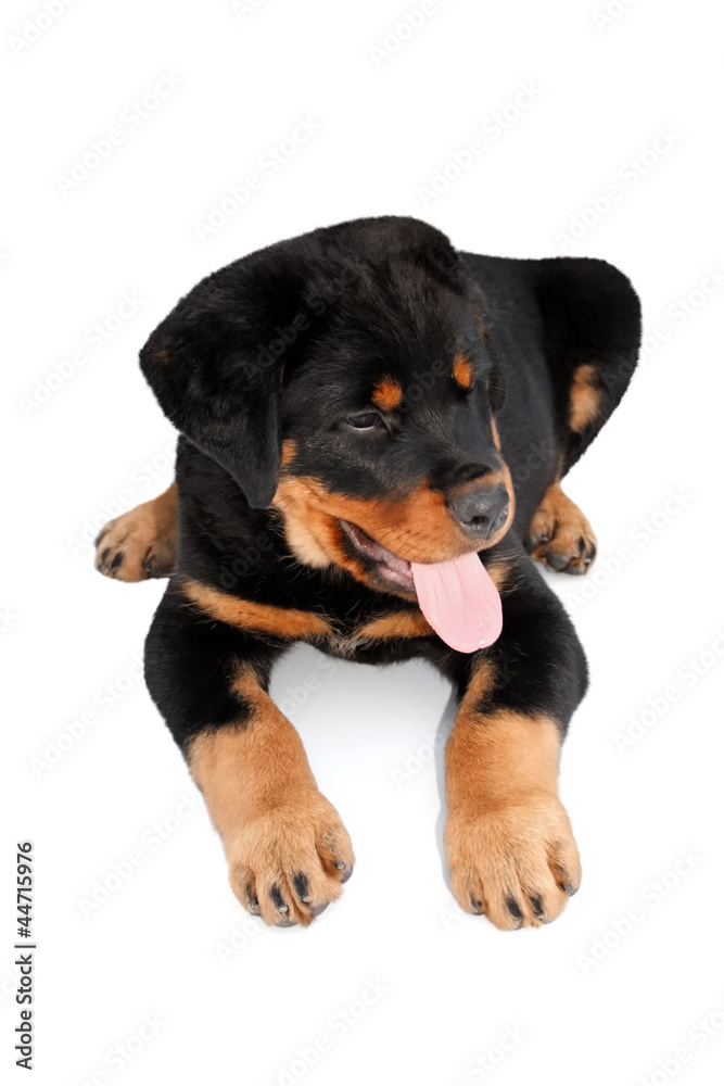 Puppy Laydown Puppy Laydown