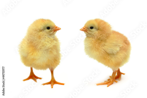 Chicken - baby friends isolated on white