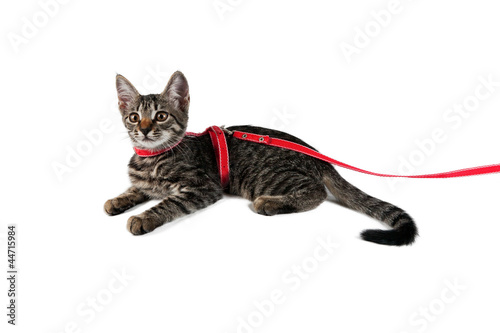 beautiful striped kitten on a leash