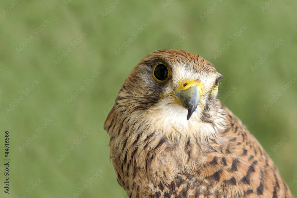 A beautiful falcon A beautiful falcon