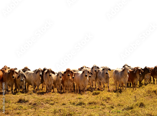 Beef Cattle Herd of brahman cows isolated background photo