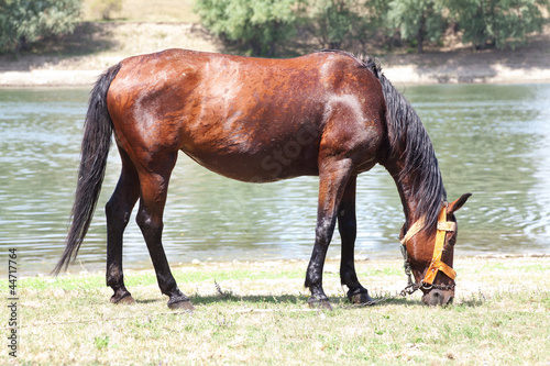 brown horse on the river