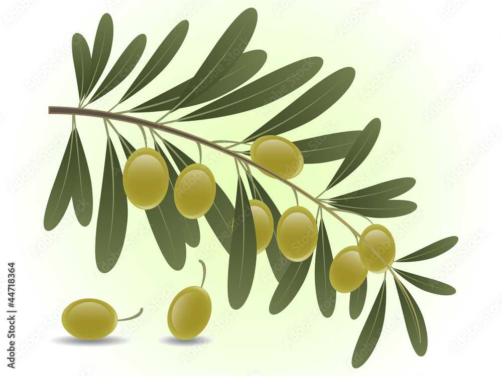 Green olive branch