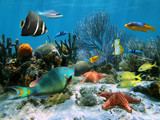 Coral reef with starfish and colorful tropical fish, Caribbean sea