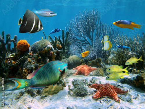 Wallpaper Mural Coral reef with starfish and colorful tropical fish, Caribbean sea