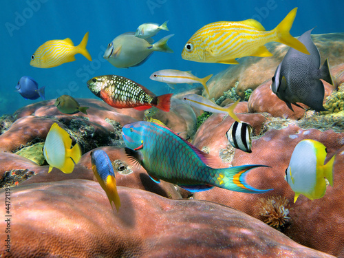 Colorful tropical fish school over coral underwater Caribbean sea #44721395