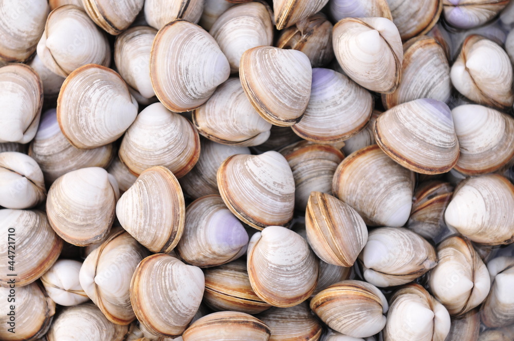 Seafood shellfish