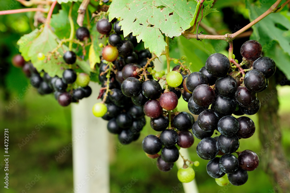 purple red grapes with green leaves on the vine.