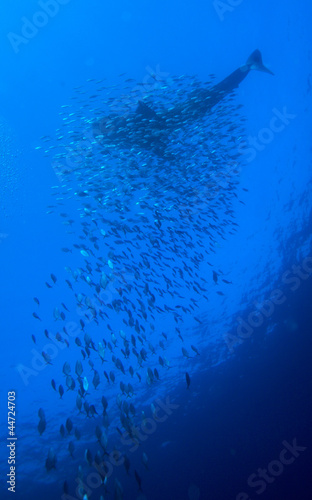 Whale shark with school of fishes, Cayo Largo, Cuba