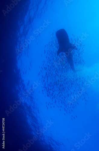 Whale shark with school of fishes, Cayo Largo, Cuba #44724708