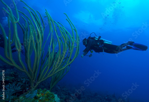 Diver and soft corals, Cayo Largo, Cuba