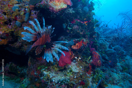 Lionfish  Pterois  near coral  Cayo Largo  Cuba