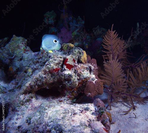 Masked Butterflyfish during night dive, Cayo Largo, Cuba photo