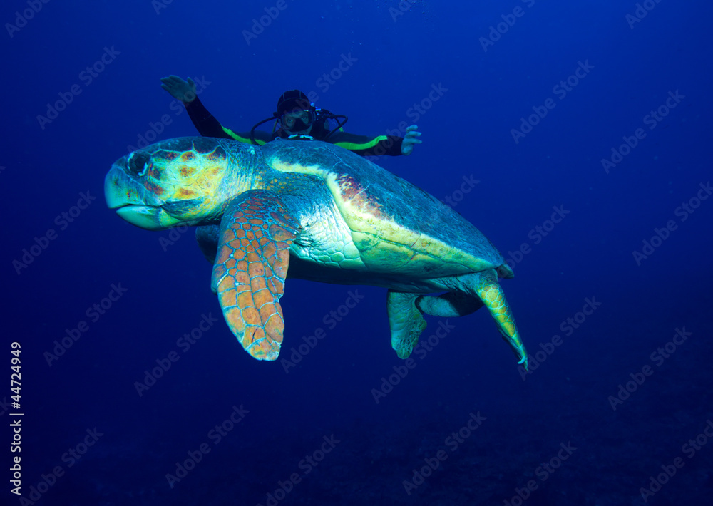 Old big green turtle and diver, Cuba Old big green turtle and diver, Cuba