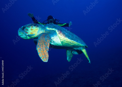 Old big green turtle and diver, Cuba