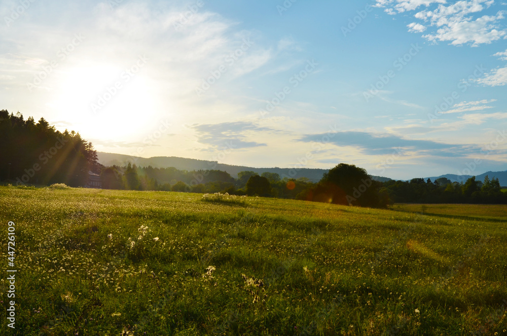Fototapeta premium Meadow, Grass, Tree, Foresr, background