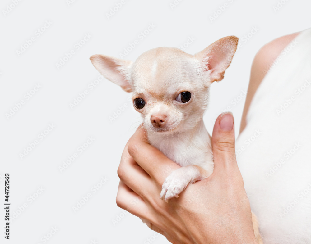 chihuahua in a hand