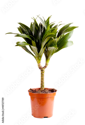 Dracaena