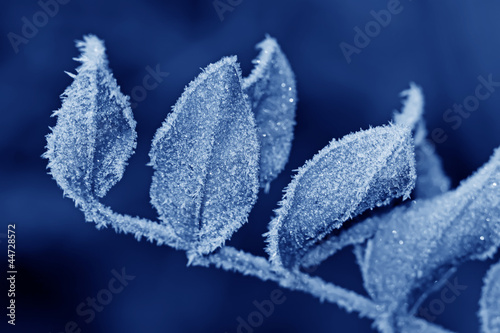 leaves with frost in winter