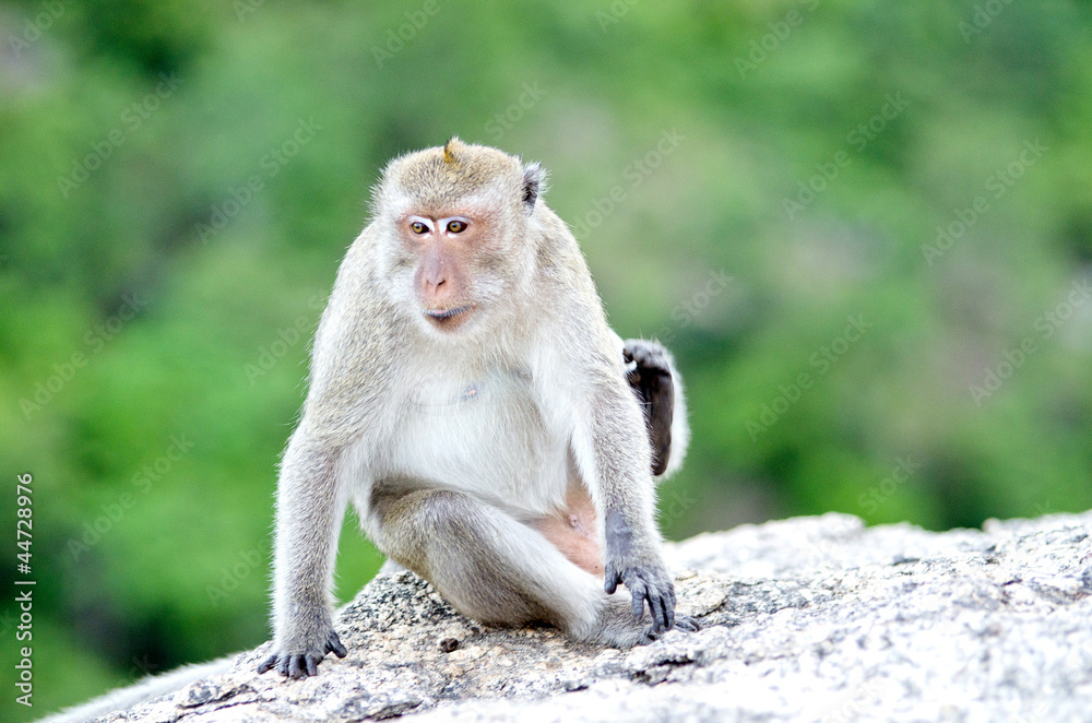 Thai monkey