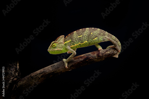 yemen chameleon © arturas kerdokas