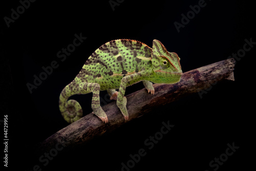 yemen chameleon