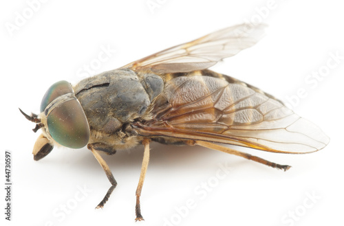 Live horsefly isolated on white background