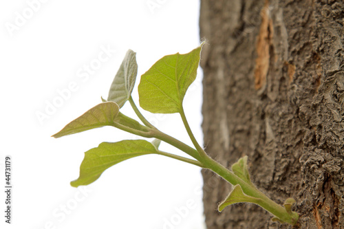 fresh bud on old tree, in a garden, north china