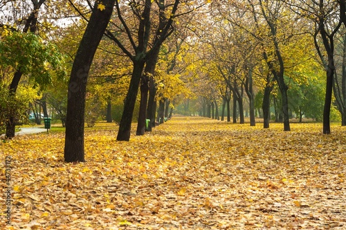 Autumnal photo in a forest