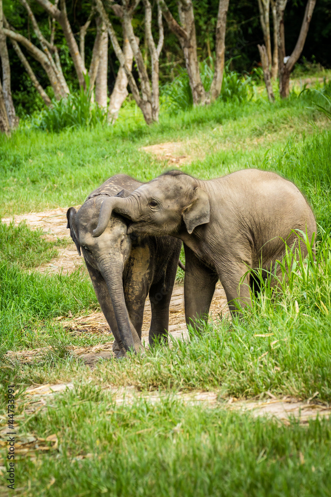 Fototapeta premium Two baby elephants playing in grassland field.