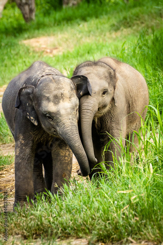 Two baby elephants playing in grassland field.
