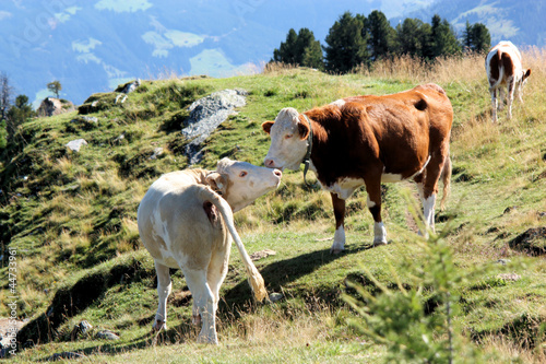 Kühe auf der Alm photo