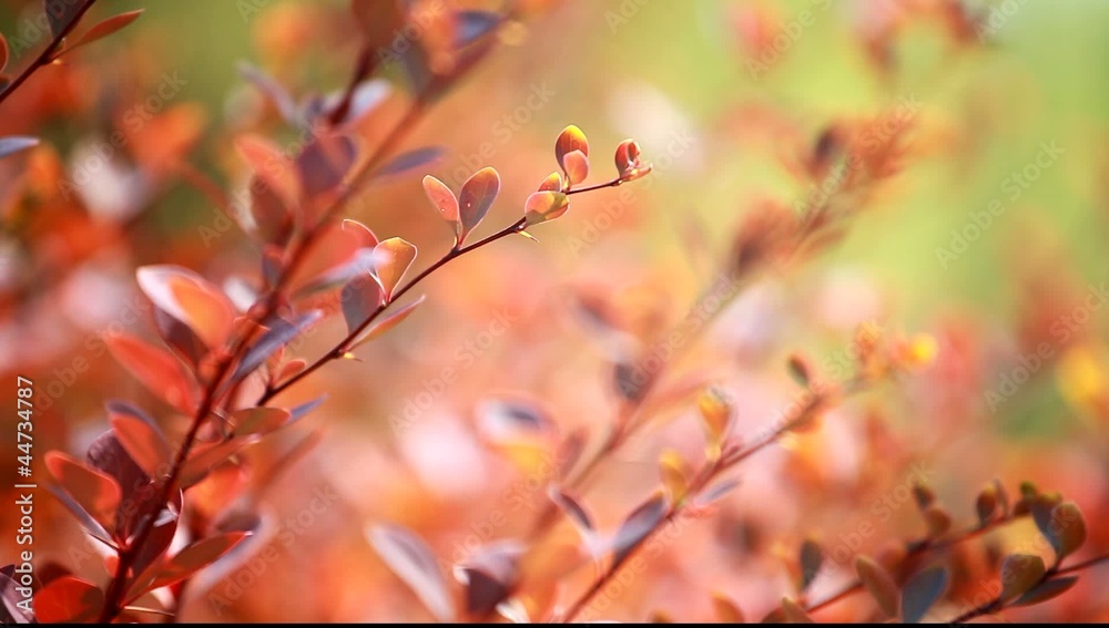 Beautiful brown leaves and bright sun over blurred background Beautiful brown leaves and bright sun over blurred background